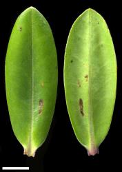 Veronica obtusata. Leaf surfaces, adaxial (left) and abaxial (right). Scale = 10 mm.
 Image: W.M. Malcolm © Te Papa CC-BY-NC 3.0 NZ